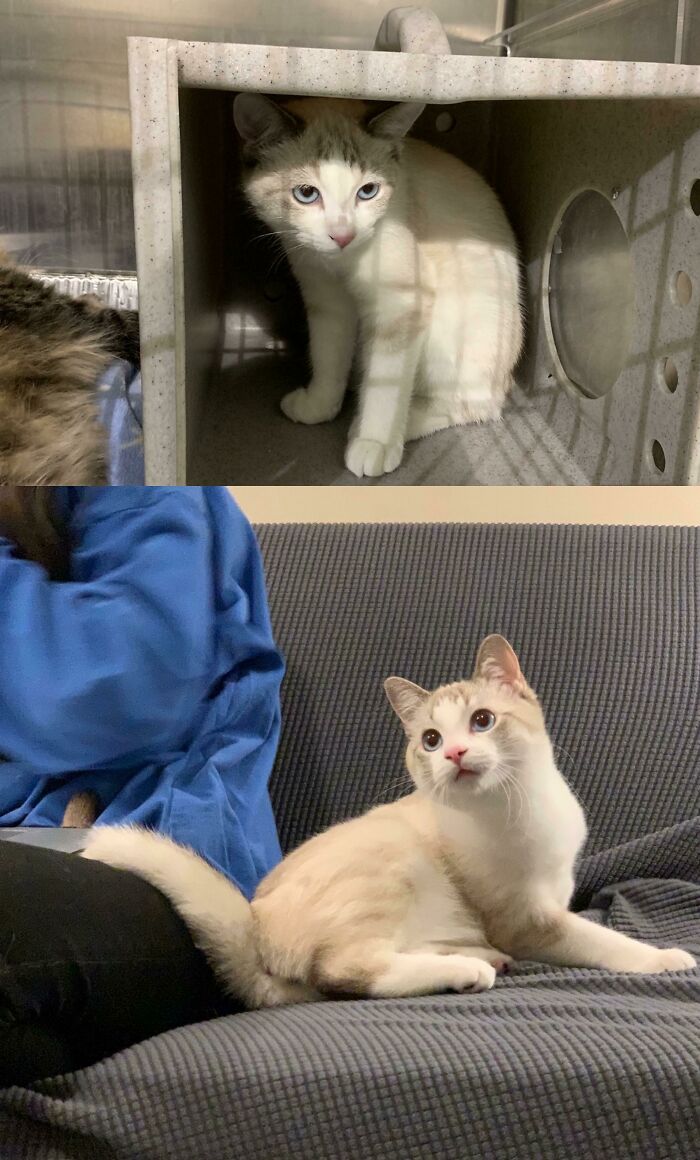 I Adopted Zeuss When He Was 6 Months Old, And That's The Best Decision That I Have Ever Made