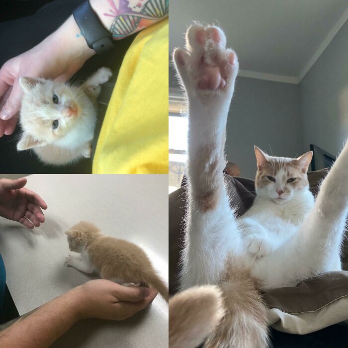 From A Dirty 3 Week Old Kitten To An 11 Month Old Sexy Boi, Meet Jack!