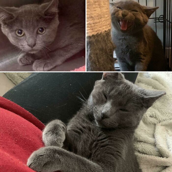 5 Months Of Hard Work And Patience Have LED To This Moment. Happy Adoption Day, Habanero!