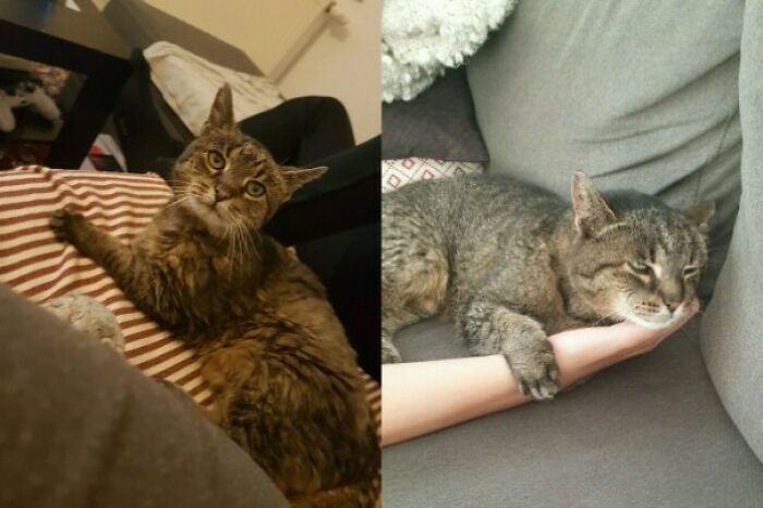 First Day Of Adoption vs. 4 Month Being In Her New Home