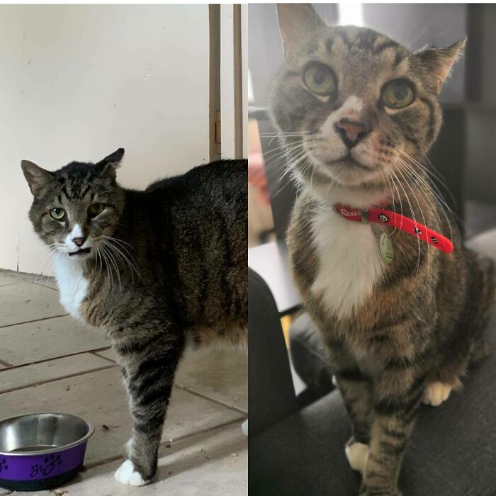 Ulysse Is A Special Needs Senior That I Am Fostering. He Had Been In The Shelter Since January. If You Can't Adopt, Foster!