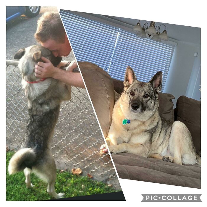 She Was The Only One In The Entire Shelter Who Wasn’t Barking...now She Protects Her Yard And Her Pack!