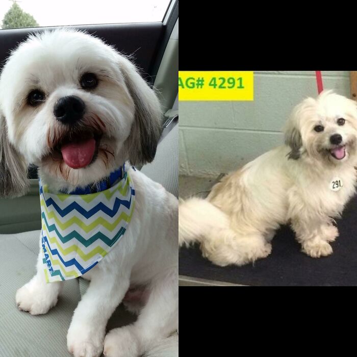 I Was At An Adoption Event To Get A Kitten When I Saw This Guy Standing By The Kitten's Crate. It Was Love At First Sight. I Came Home With Him, The Kitten, The Kitten's Three Littermates, And The Kittens' Mother. It's Been Over 4 Years Now, And All Six Are Still With Us