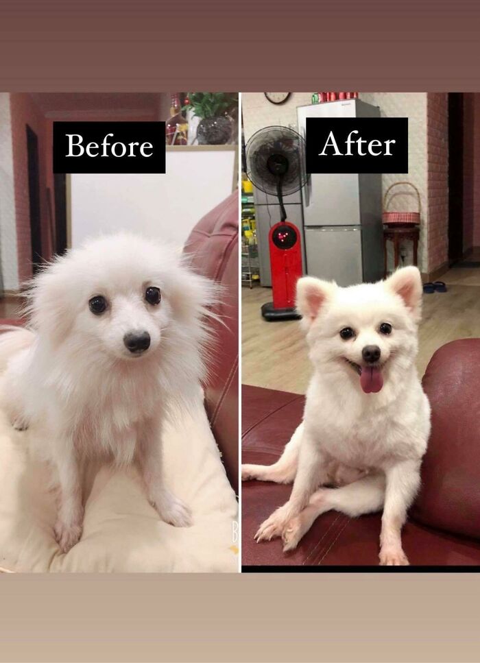 Few Months Can Make A Difference. She Was Caged Almost The Whole Time Before Rescued