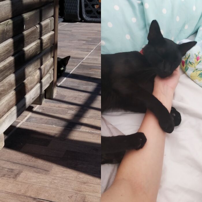 I Was Told That You Guys Would Like This. My Cat Before When He Was First Seeing Me And Now. I Love Him