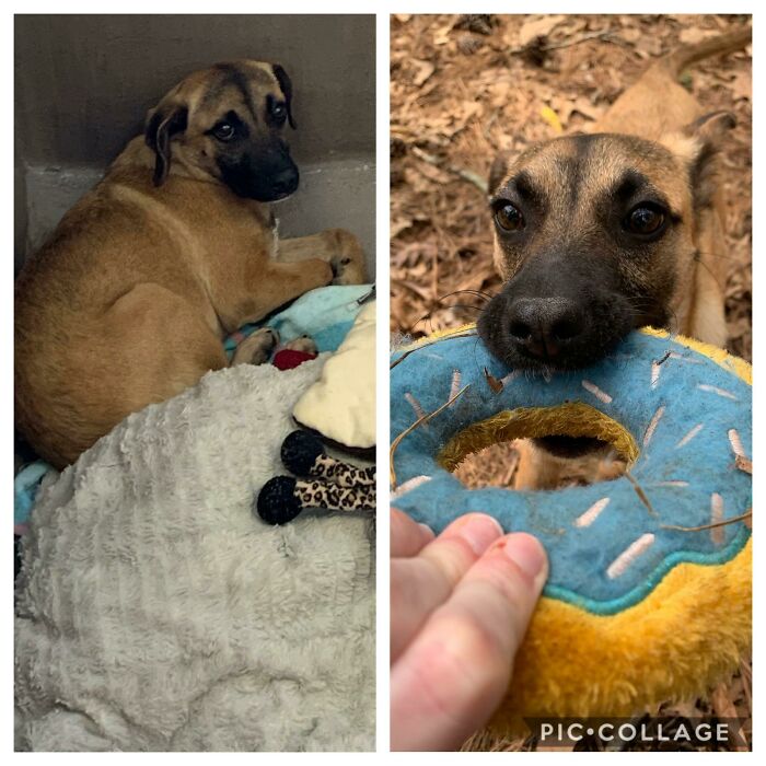 Got Her Right Before The Humane Society Closed For Quarantine!