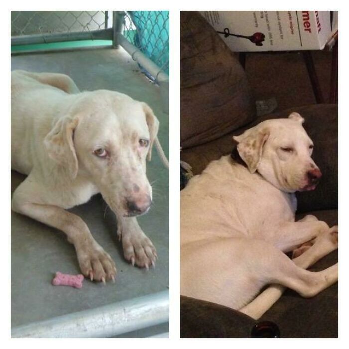 My Sweet Remi Mae, She Was Full Term Pregnant And 2 Weeks From Delivery. Came To Me And Had 10 Healthy Puppies, Who All Went To A Rescue. Now She Is The Sweetest Couch Potato