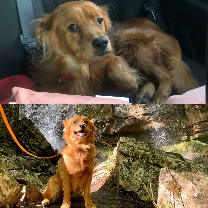 At Three Years Old, She Wasn’t Spayed, Had An Awful Uti For Most Likely Months, Wouldn’t Come Out If The Crate For Over A Month, And Was Afraid Of Men. Seven Months Later Layla Is Confident, Always Happy, And Fiery Inside And Out