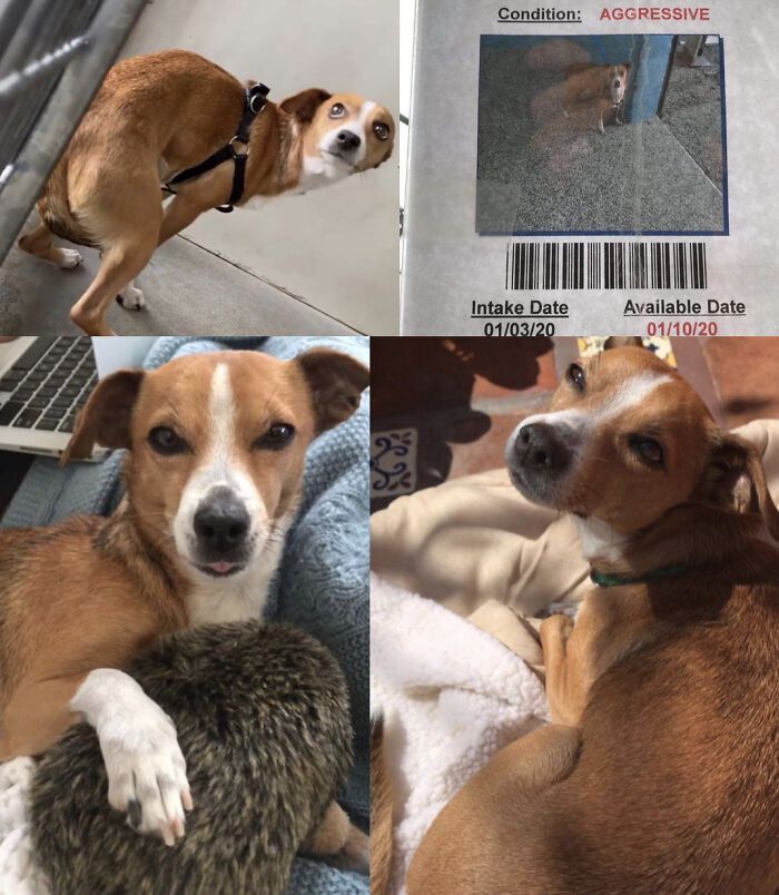 This "Aggressive" Dog Who Was Days From Euthanasia Is Now The Light Of My Life. Adopt Don't Shop!