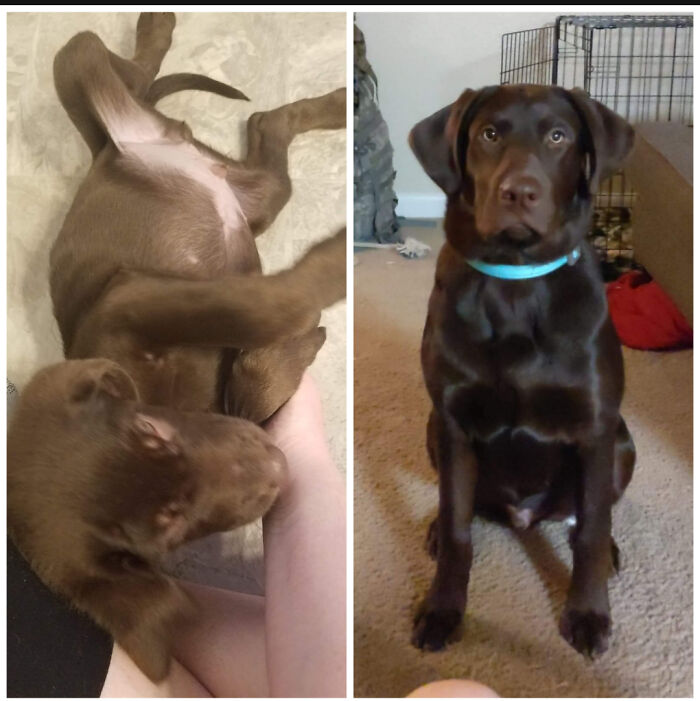 Technically, I Had To Buy Him From Previous Owner At Roughly 8 Weeks Old. He Had Bad Coccidia And Was Skin And Bones. Now At 6 Months Old, He's A Lorge Goofy Boi And Is Healthy As A Horse!