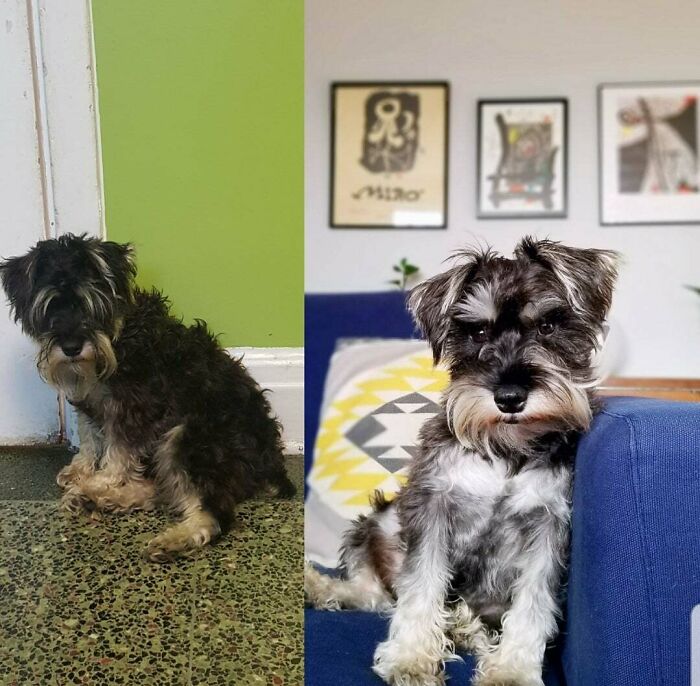 Today Is Grover's Gotcha Day. He Was Found Roaming The Streets In Texas, Ended Up In A Kill Shelter, And Finally Found His Way To Me Aaaall The Way Up In Canada