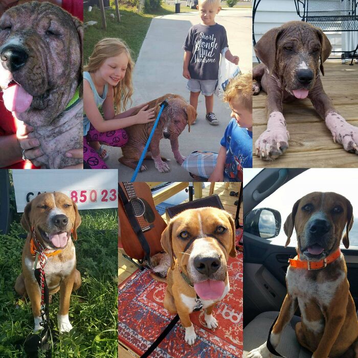 Happy Gotcha Day, Gorgeous George! It's Been One Year Since We Took In A Hairless, Swollen Pup That Nobody Wanted. Now He's A Gorgeous, Confident, Rock Star Who Loves To Go To Gigs And Hang Out At The Beach!