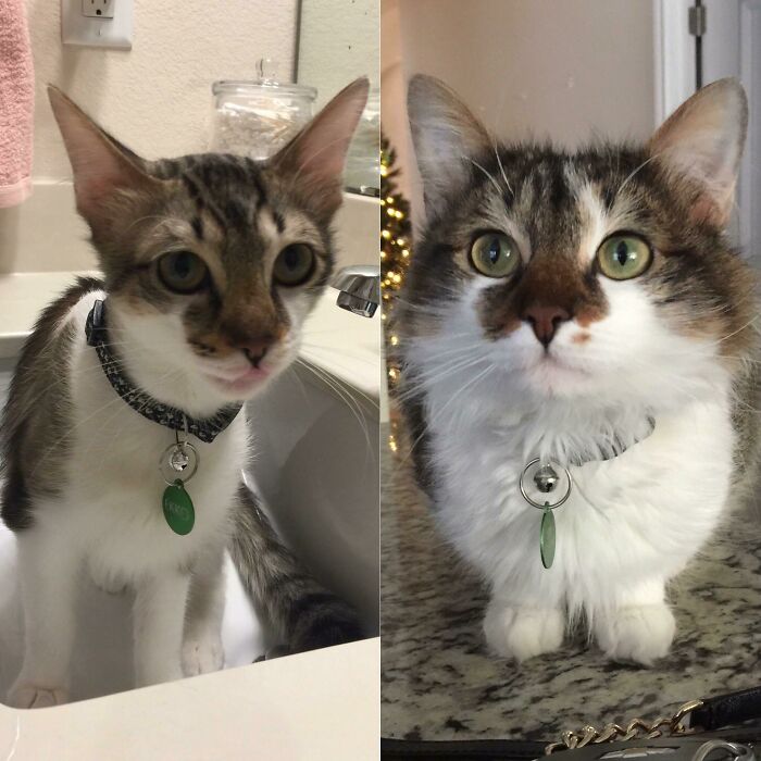 Our Newest 5yo Family Member - We Thought He Was A Short-Haired Cat, But It Turns Out He’s A True Floof