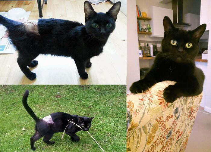 Little Selina Turned Up In My Garden With An Open Wound On Her Back, Nearly Starving To Death