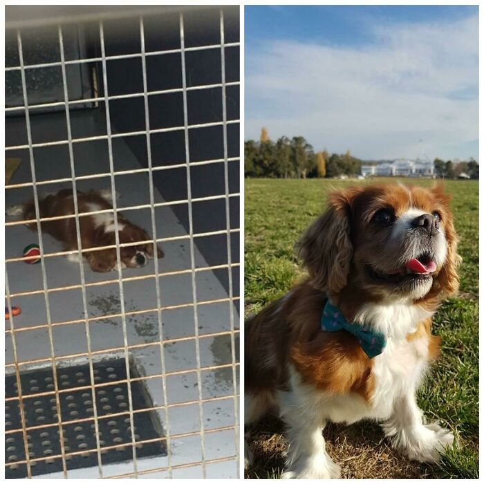 My Beautiful Girl Charlie - Only Got 6 Months With Her (14 Years Old) But It Was Worth Every Second