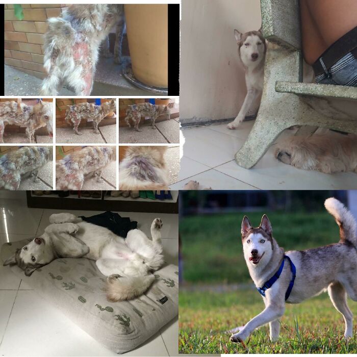 A Year Ago Today We Adopted This Beautiful Boy! From The Streets To The Shelter To Our Loving Home!