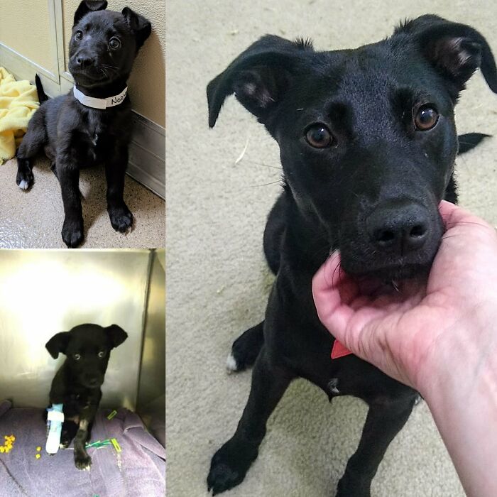 Top Left: Before. Bottom Left: Hospitalized For Parvo One Day After Adoption. Right: Happy, Healthy Pup In His Furever Home!