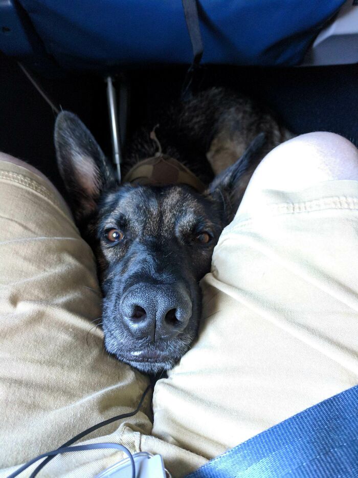 This Is Sig, He's A Diabetic Alert Dog And Flew On A Plane For The First Time. 12/10 A Heckin' Good Boy