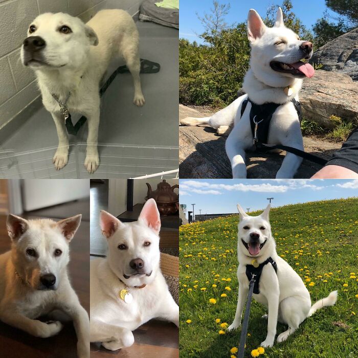 Arlo Was The Only Dog Smiling At The Humane Society And We Fell In Love Immediately; Almost One Year Later, He’s Still The Happiest Boy!