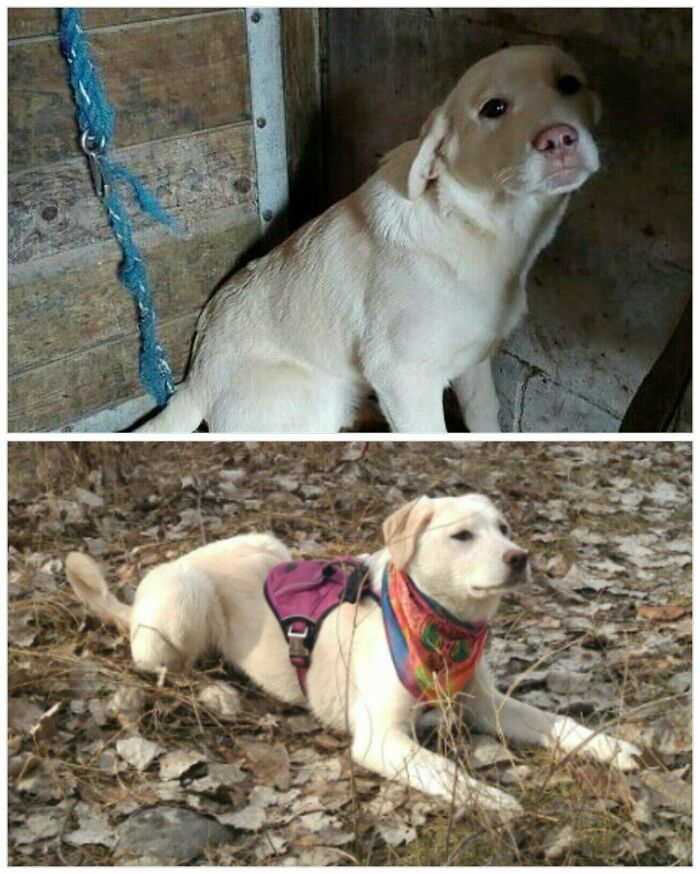 20/02/20 - 14/03/20, 3 Weeks Since Rescued! Her Name Is Celery And She Is The Bestest Girl