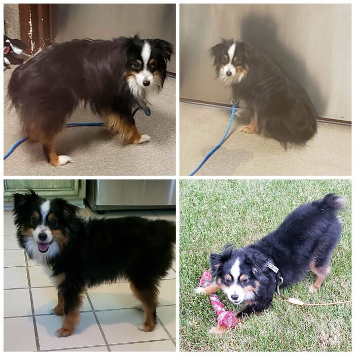 In The Shelter vs. Rescued And Happy. Meet Arthur!