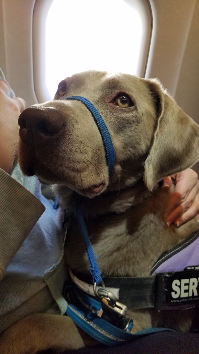 Pepper Did Very Well On Her First Plane Ride. Got A Little Anxious On Takeoff And A Lot Anxious On Our Very Rough Landing, But Behaved Like A Little Lady. She Made Friends With The Woman Next To Me
