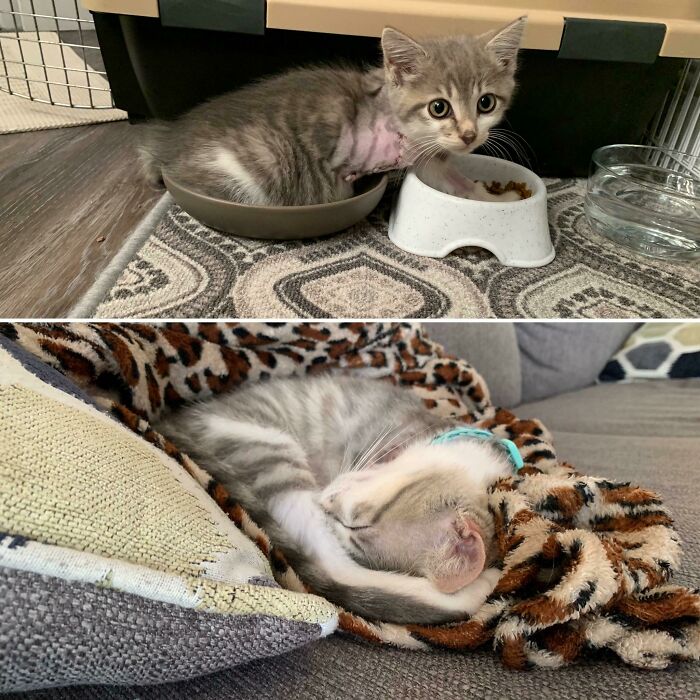 We Fostered Jester After Her Leg Amputation At 6 Weeks Old. She Was Found With Her Leg And Shoulder Shattered And Was Terrified Of Everything. Now Her Incision Has Healed, She’s Staying Forever, And She’s The Happiest Little Tripawd