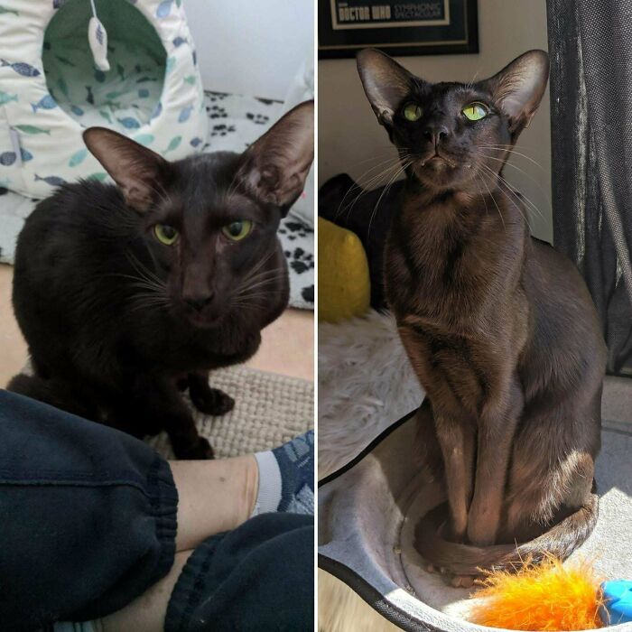 A Little Bit Stressed And Dishevelled At The Rspca In 2018, vs. At Home With Me In 2020