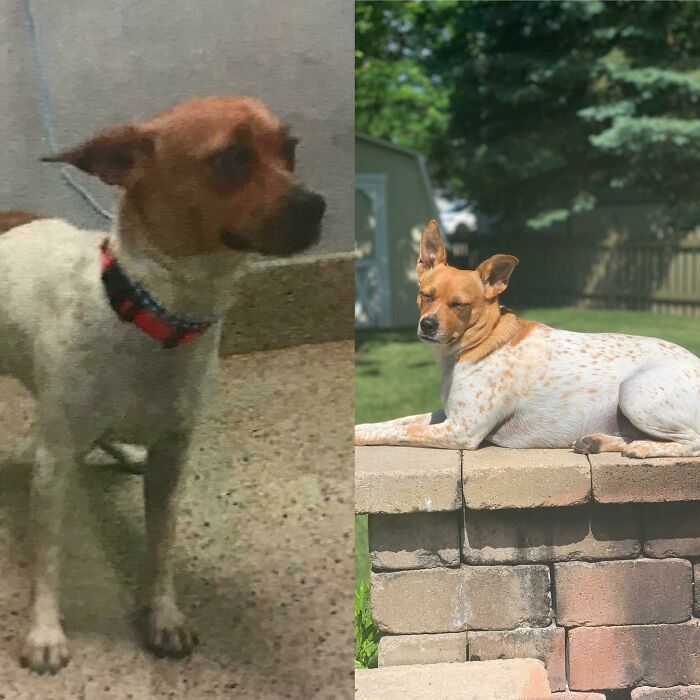 Shelter Mugshot vs. 3rd “Gotcha” Day