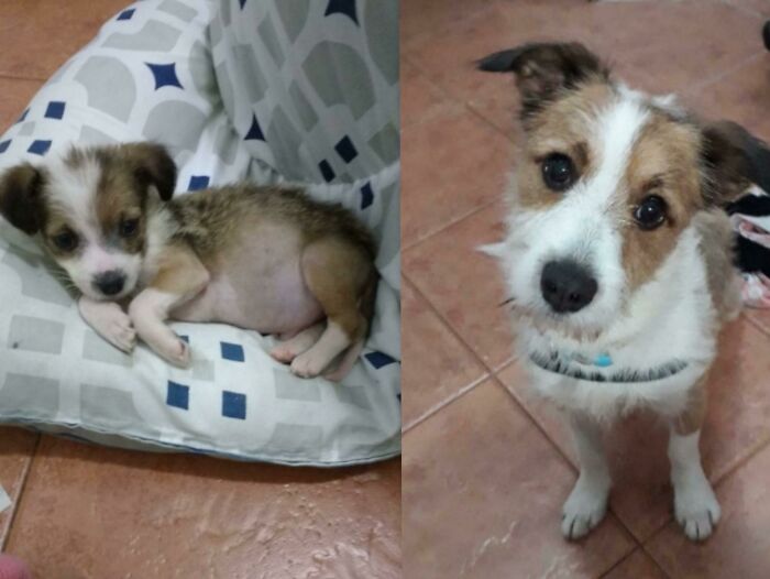 He's Pochoclo (Means Popcorn) We Adopted Him Three Years Ago, In A Park. We Love Him So Much, We Didn't Know How Cute He'd Be. Full Of Good Vibes