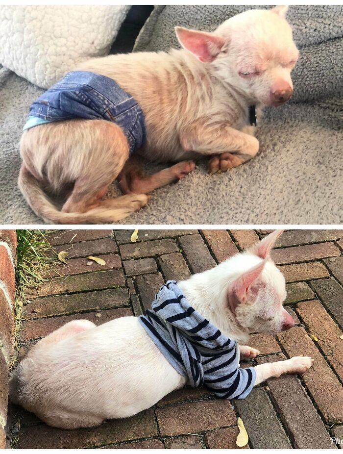 Rescued From A Hoarder's House With 50 Other Dogs. Looking Much Better These Days