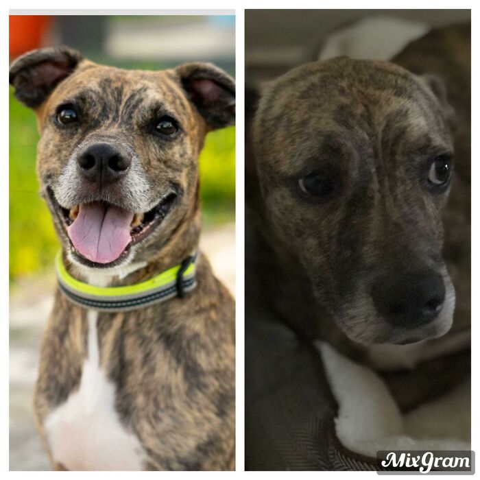 From Sad And Scared Puppy To Happy And Healthy Boi. It Only Took 2 Months Of Foster