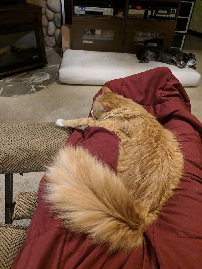 Biff Has The Floofiest Tail I've Ever Seen, Especially For A Not-That-Floofy Cat
