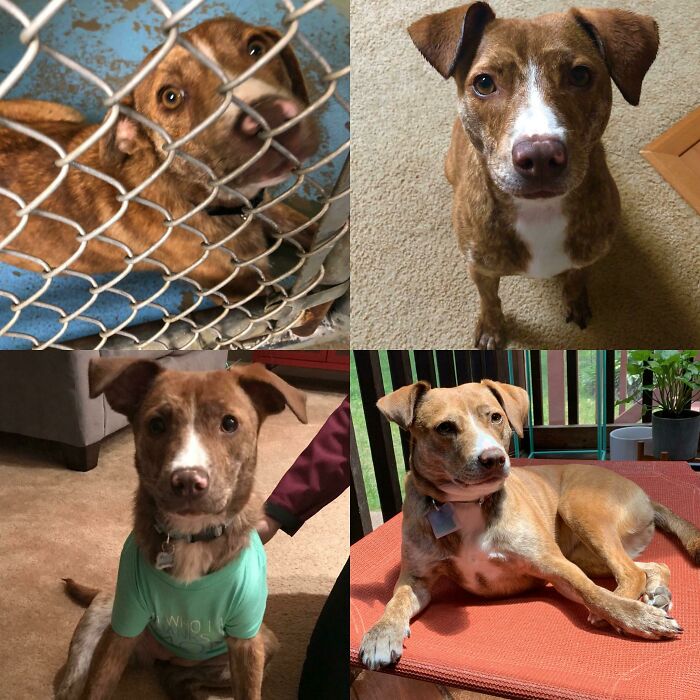 When We Adopted Maggie She Had Worms, Kennel Cough, And Mange. We Had To Put Her In Toddler Shirts Because She Would Scratch And Started To Lose Her Fur. Now She Is Thriving, Loving Her New Hammock, And Silky Coat!