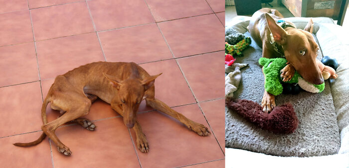 Meet Rico. We Found This Little Podenco Wandering Around In The Middle Of Nowhere In Southern Spain. We Only Managed To Catch Him Because He Was Too Tired To Run And Simply Gave Up. A Year And Half Later He's A Happy Healthy Boy That Is Loved By Us And His Galgo Brother