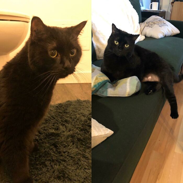 8 Year Old Tuna Slept Behind The Toilet For A Week Because She Was So Scared. Now, Three Weeks Later, She Owns The Place