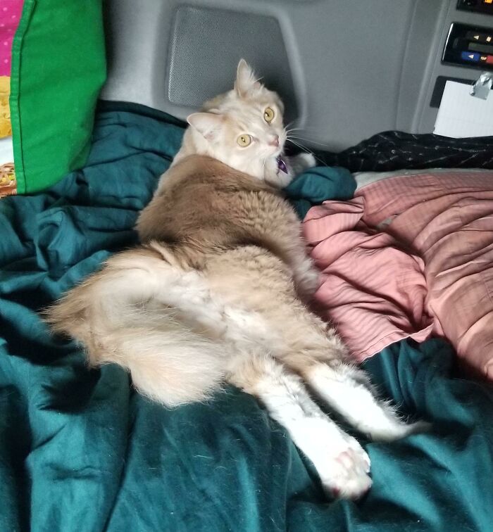 Some Floofy Cat Butt To Brighten Your Day