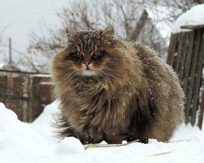 A Floofy Cat In Winter