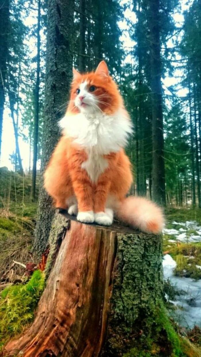 Here Is One Majestic Norwegian Forest Cat, Perched On A Tree Stump
