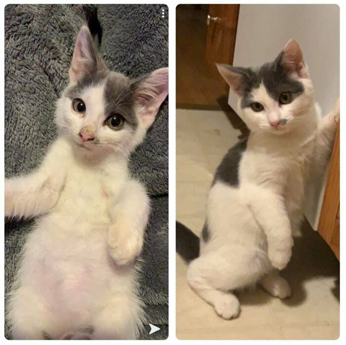 This Is My Kitten, Bubbles. My Brother Rescued Him From An Alley Way Back In August 2019. He’s Four Months Old And Looking Real Healthy The Vet Says!