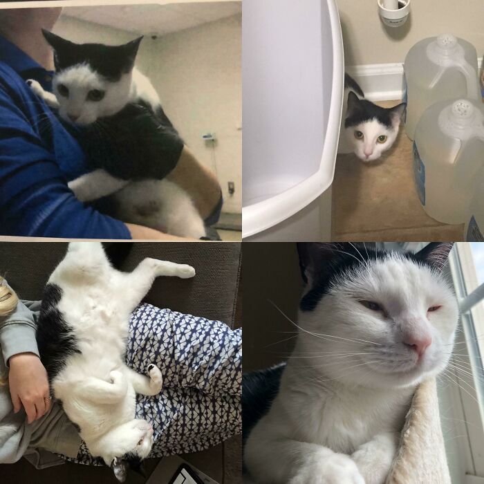 From A Scared And Shy Girl. To A Happy, Loving, Belly Exposing Girl. After Almost Three Years She’s Finally Trusting Me Enough To Lay Down In My Lap. It’s One Of The Best Feelings. I Love Her So Much