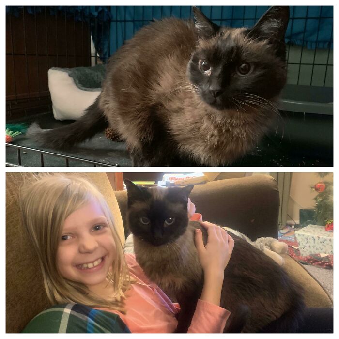 From Terrified Cat Who Hid For Over A Month After We Got Her, To Cuddly Kitty Who Has No Concept Of Personal Space. We Still Have A Long Ways To Go, But She’s Getting There, Slowly But Surely!