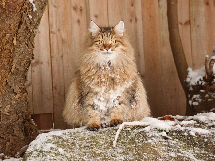 My Uncle's Majestic Snow Cat