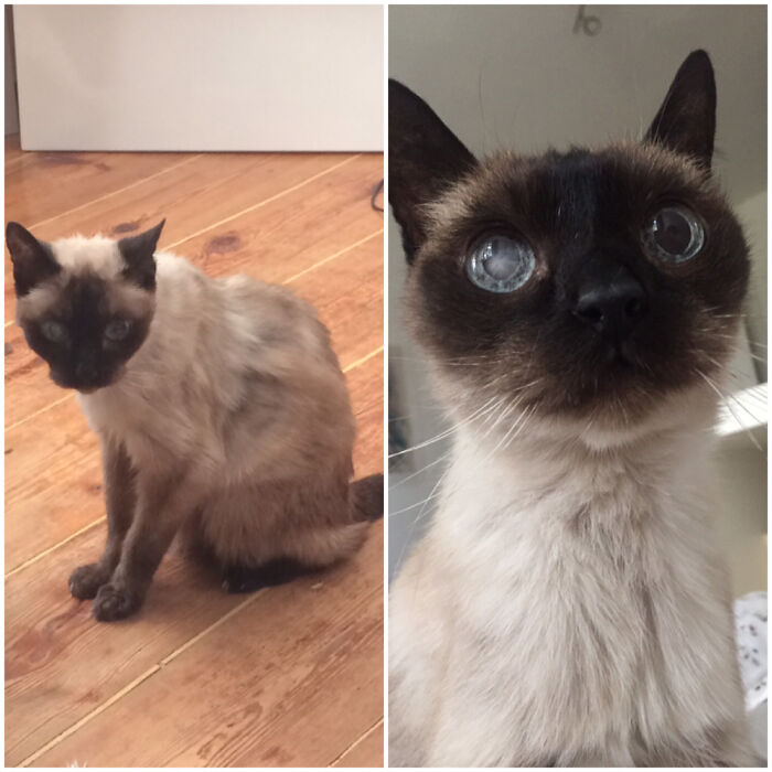 When I Adopted Pauli (18 Years Old) As A Hospice Care Case In 2018, They Told Me He Wouldn't Live More Than A Few Months. How Wrong They Were!