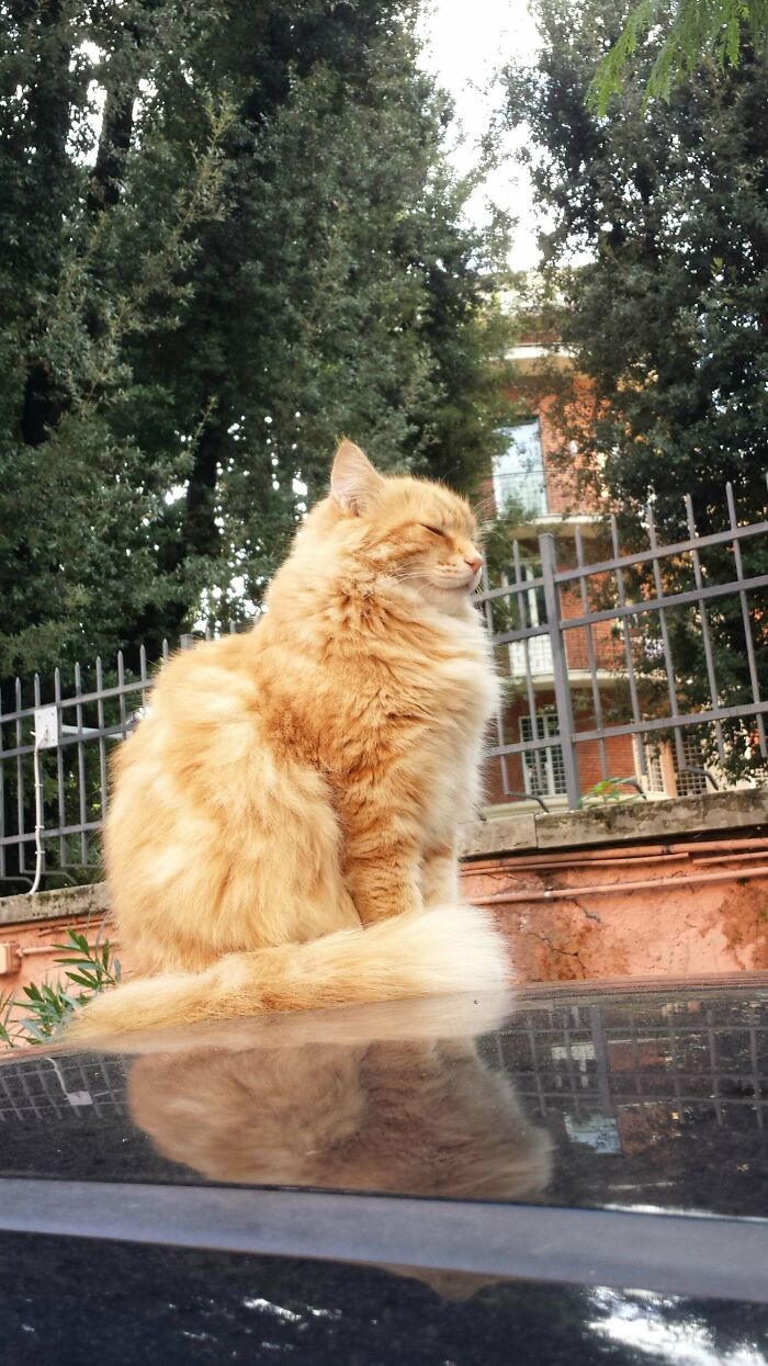 Majestic Picture I Got Of The Cat That Lives At My School