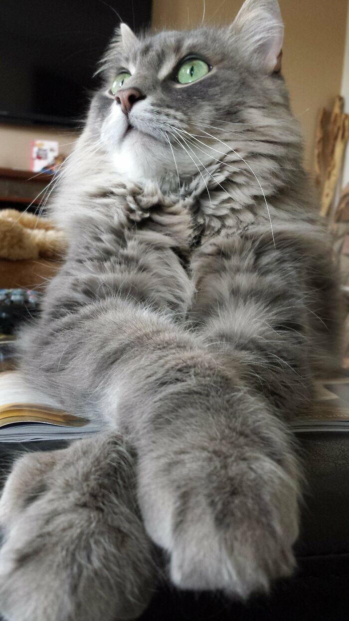 My Majestic Sushi Cat Surveying His Domain