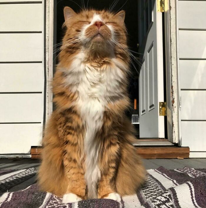 My Majestic Cat, Arugula. This Was Taken On The First Day In Weeks She Felt Herself After An Antibiotic Treatment Kicked In. Fresh Air! All The Sunshine!