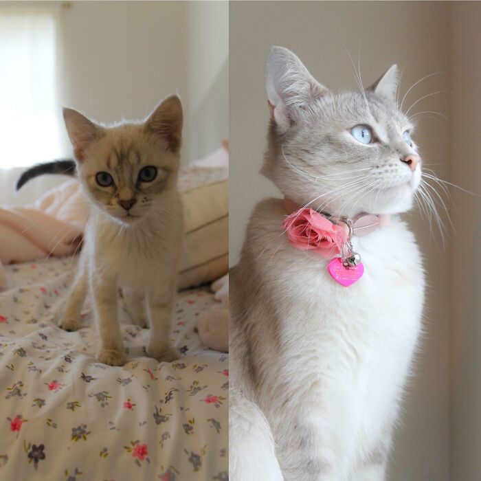 One Year Post Adoption