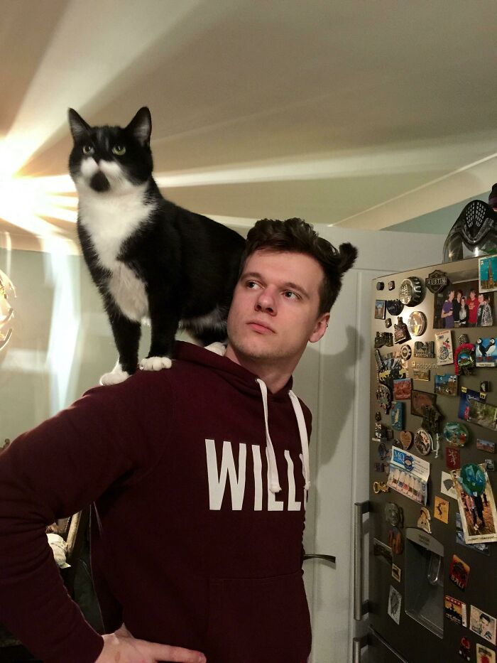 Majestic Shoulder Cat