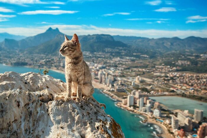 A Cat Sits Majestically Over The Spanish Town Of Calp